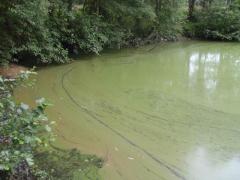 drijflaag blauwalgen 0