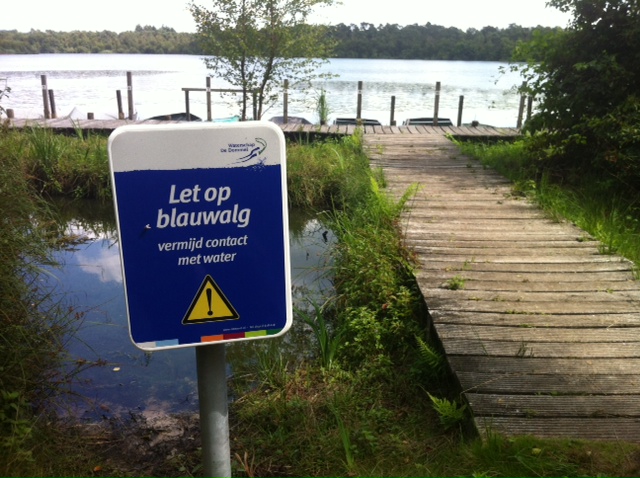 foto blauwalg Kolkven